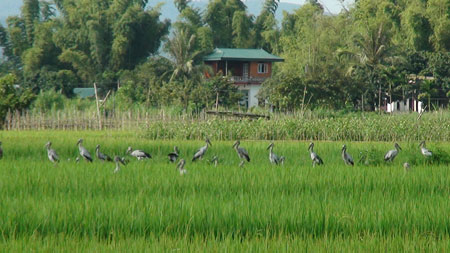 Dàn[-]hàng[-]kiếm[-]ăn